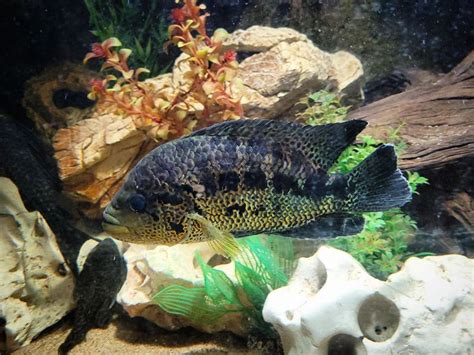 Jaguar Cichlid: Size, Types, Tank Mates, Food & More