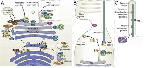 Pathways Regulated By Arf Gtpases A Arf Proteins Have Distinct