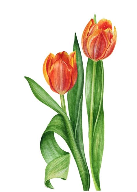 Watercolor Tulips Art Print