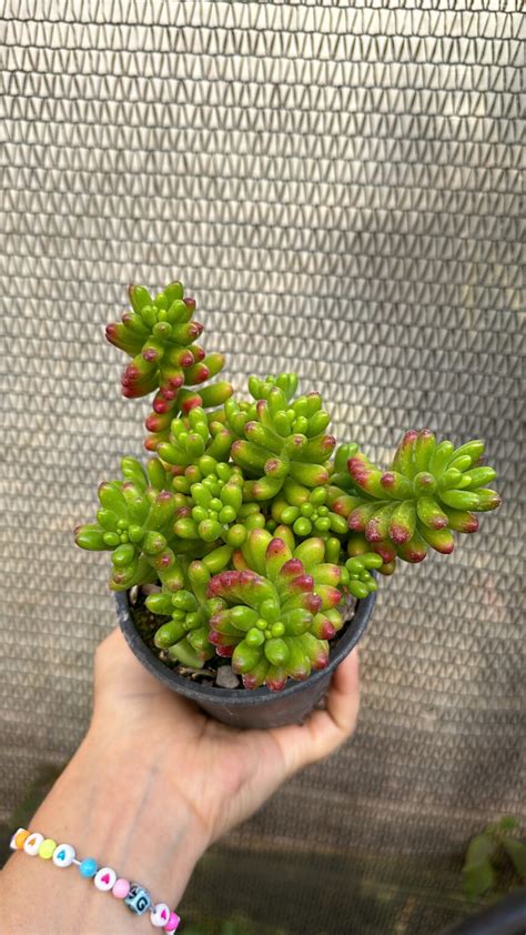 Sedum Rubrotinctum Vivero Sol Y Luna