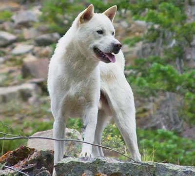 Kishu Inu Dog Breed | Info | Characteristics | Traits | Personality