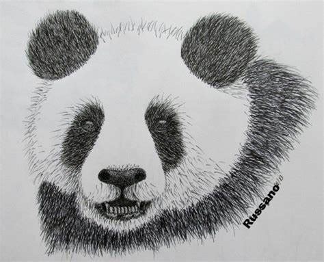 Panda Face Sketch At Paintingvalley Explore Collection Of Panda