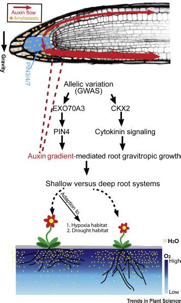 Adaptive Growth Shaping Auxin Mediated Root System Architecture