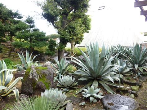 「izu Shaboten Park 」 Izu Kogen Shizuoka Japan