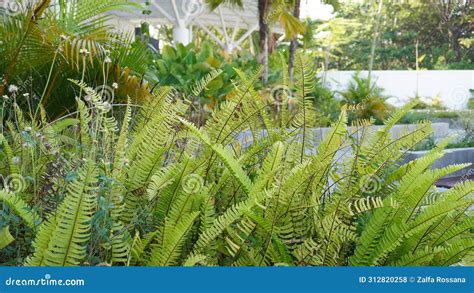 Ornamental Plants Used in Outdoor Gardens at International Airports ...