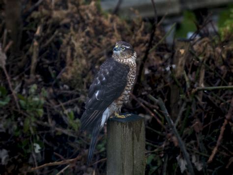 Sparrowhawk In My Garden Taken Through The Window Derek Jones Flickr