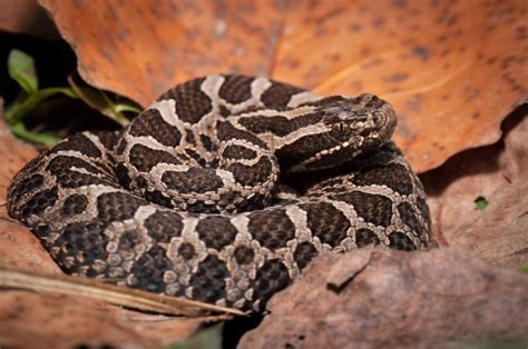 Exploring the Enigmatic Massasauga Rattlesnake: A Fascinating Look into Their Habitat and Behaviors