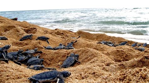 Cultura sudcalifornia LIBERACIÓN DE TORTUGAS EN PLAYAS DE TODOS SANTOS