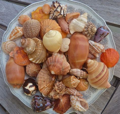 Seashells From Panama I Love Shelling