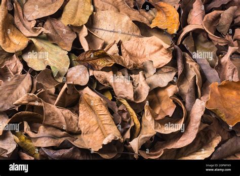 Details Dried Leaves Background Abzlocal Mx