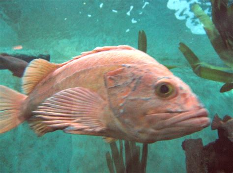 Orange Fish At Aquarium In Newport Oregon Orangefish Pixel