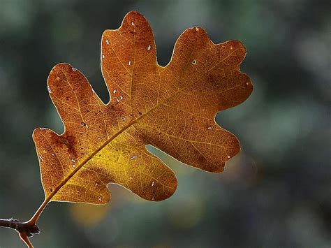 Bildet tre natur gren lett anlegg blad blomst frost høst