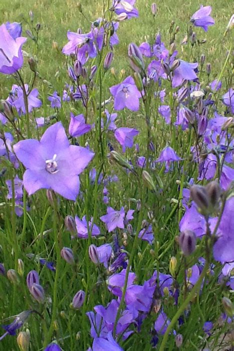 Campanula Rotundifolia