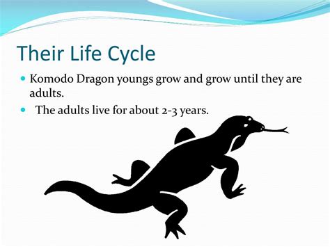 Komodo Dragon Life Cycle For Kids