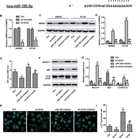 Uca1 Promotes Hcc Malignant Progression Through Erk Signaling Pathway