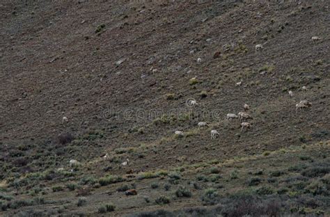 Trip Of Goats Grazing In A Field Stock Photo Image Of Nature Herd