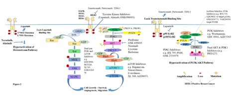 Pi3kakt And Mapk Signaling Pathways For Her2 Positive Breast Cancer Download Scientific