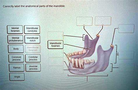 Solved Correctly Label The Anatomical Parts Of The Mandlble Mental