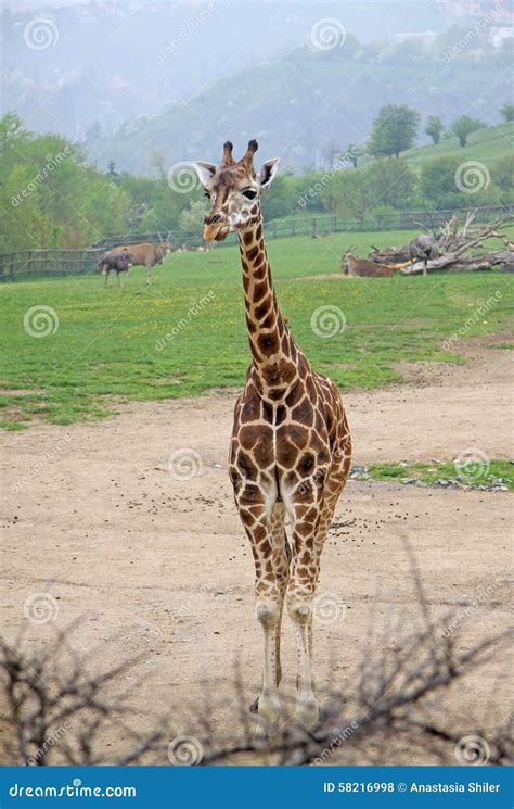 Standing Giraffe In A Zoo Stock Photo Image Of National 58216998