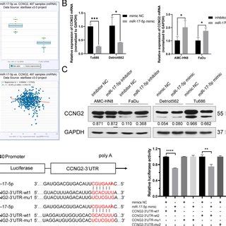 Ccng Is A Direct Target Gene Of Mir P A Bioinformatics Results