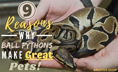 9 Irrefutable Reasons Why Ball Pythons Make Good Pets