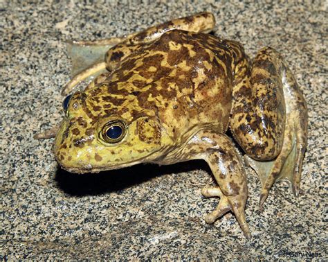 What Does A Bullfrog Sound Like? - AMPHIPEDIA