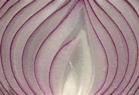 Onion texture stock photo. Image of slice, food, background - 7857418