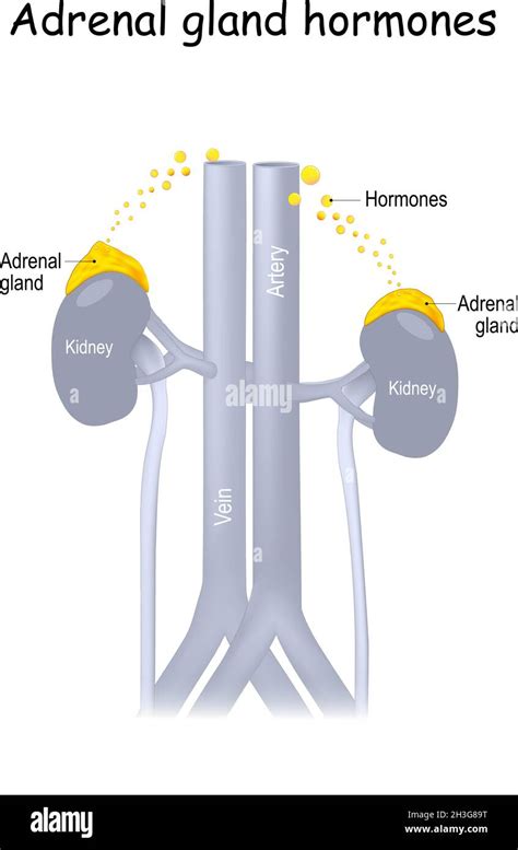 Anatomia Dei Reni E Delle Ghiandole Surrenali Immagini Vettoriali Stock