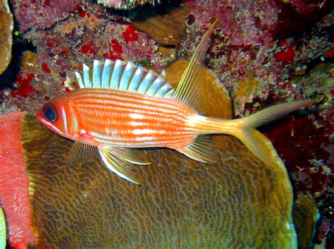 Longspine Squirrelfish Holocentrus Rufus Grand Cayman Photo 1