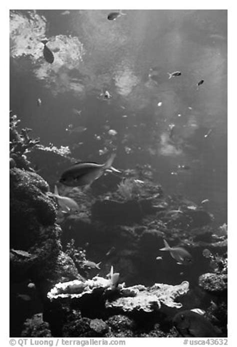 Black And White Picture Photo Philippine Coral Reef Exhibit Steinhart