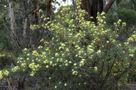 Banksia Many Headed Dryandra Pot Hello Hello Plants