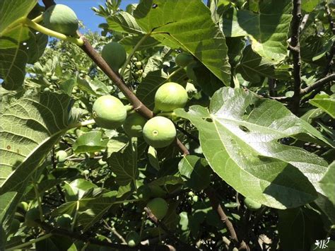 FIGUIERS FIGUES BLANCHES