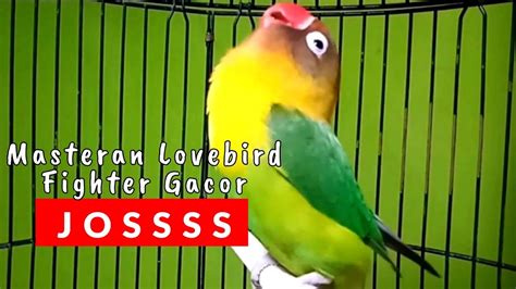 Suara Burung Lovebird Fighter Gacor Durasi Panjang Masteran Burung