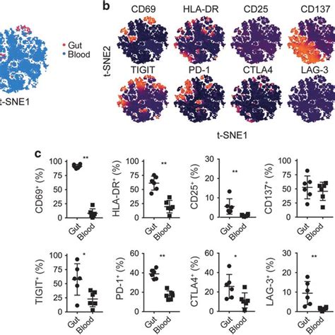 Intestinal MAIT Cells Are Phenotypically Homogeneous And Cluster