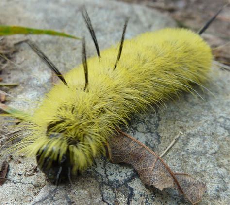 Gallery For Types Of Yellow Caterpillars