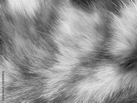 Cat fur texture Stock Photo | Adobe Stock