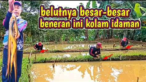 Belutnya Besar Besar Beneran Ini Kolam Idaman Mancing Belut Bikin Betah