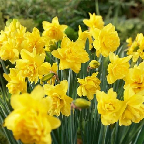 Garden State Bulb 16 18 Cm Double Flowering Golden Ducat Daffodil