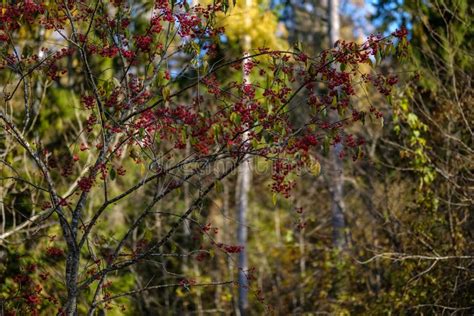 Naked Autumn Trees With Few Red Leaves Stock Photo Image Of Park Outdoors