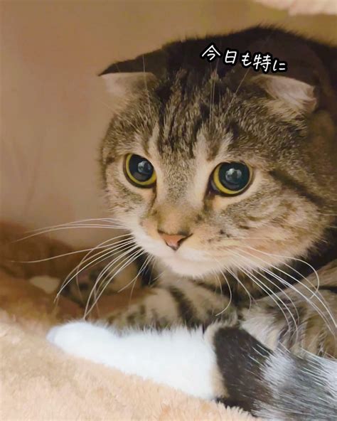 【激かわ】猫のふみふみを求めて猫ハウスを衝動買いした飼い主の末路（ねこぞー） エキスパート Yahooニュース