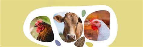 CBS Commodities | Комбикормовое производство Завод выпускает ...