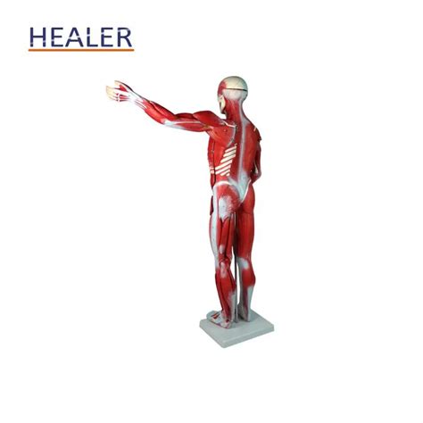 Human Whole Body Manikin Organ Teaching Model,Anatomical Human Body ...