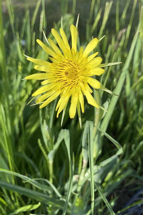 How To Plant And Grow Salsify Gardeners Path