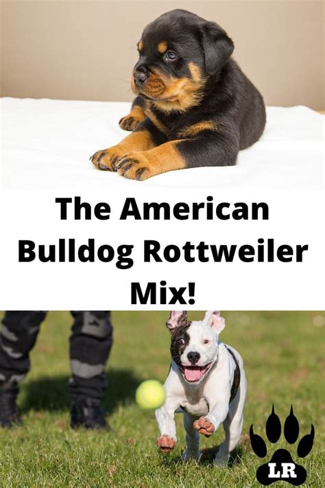 Rottweiler Vs American Bulldog