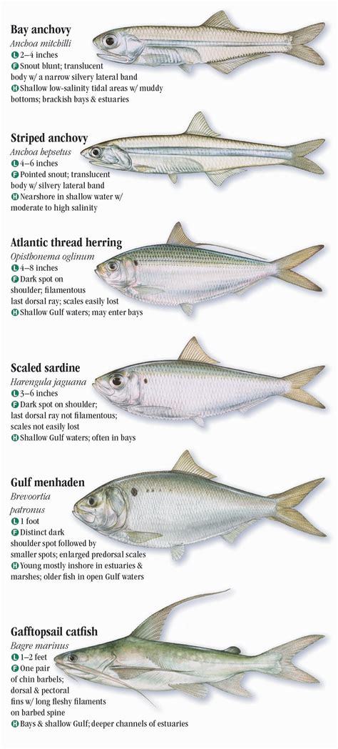 Saltwater Fishes Of Louisiana Quick Reference Publishing Retail