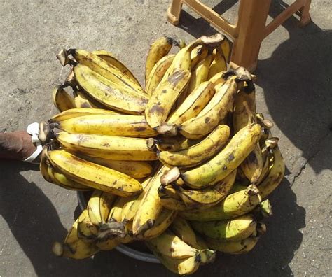 Plantain Origins Consumption Nutrition Facts Health Benefits