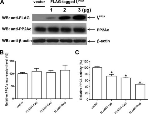 Inhibition Of Pp2a Activity By I 1 Pp2a In Cultured Cells A Nih3t3