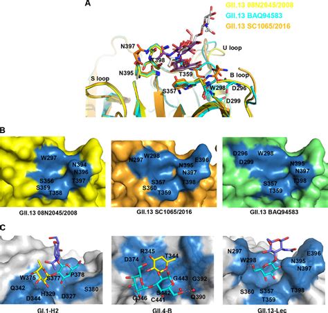 Structural Comparison Of Gii 13 In Complex With Le A Lec And Mucin