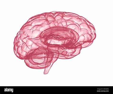 Anatomy Human Brain Side View Hi Res Stock Photography And Images Alamy