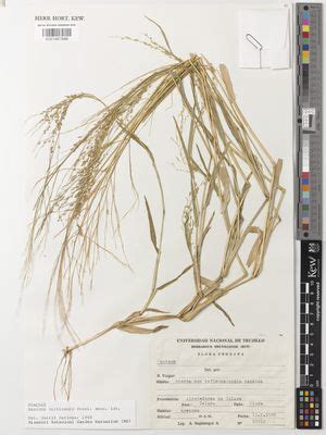 Panicum Hirticaule J Presl Plants Of The World Online Kew Science